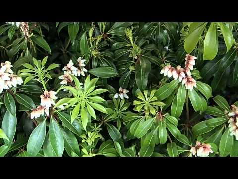 Pieris japonica ´Scarlett o´Hara´