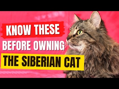 The Siberian Cat Breed Portrait - What You NEED to Know Before Owning!
