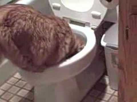 Cat that drinks out of the toilet