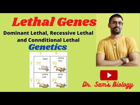 image-What is lethal gene with example?