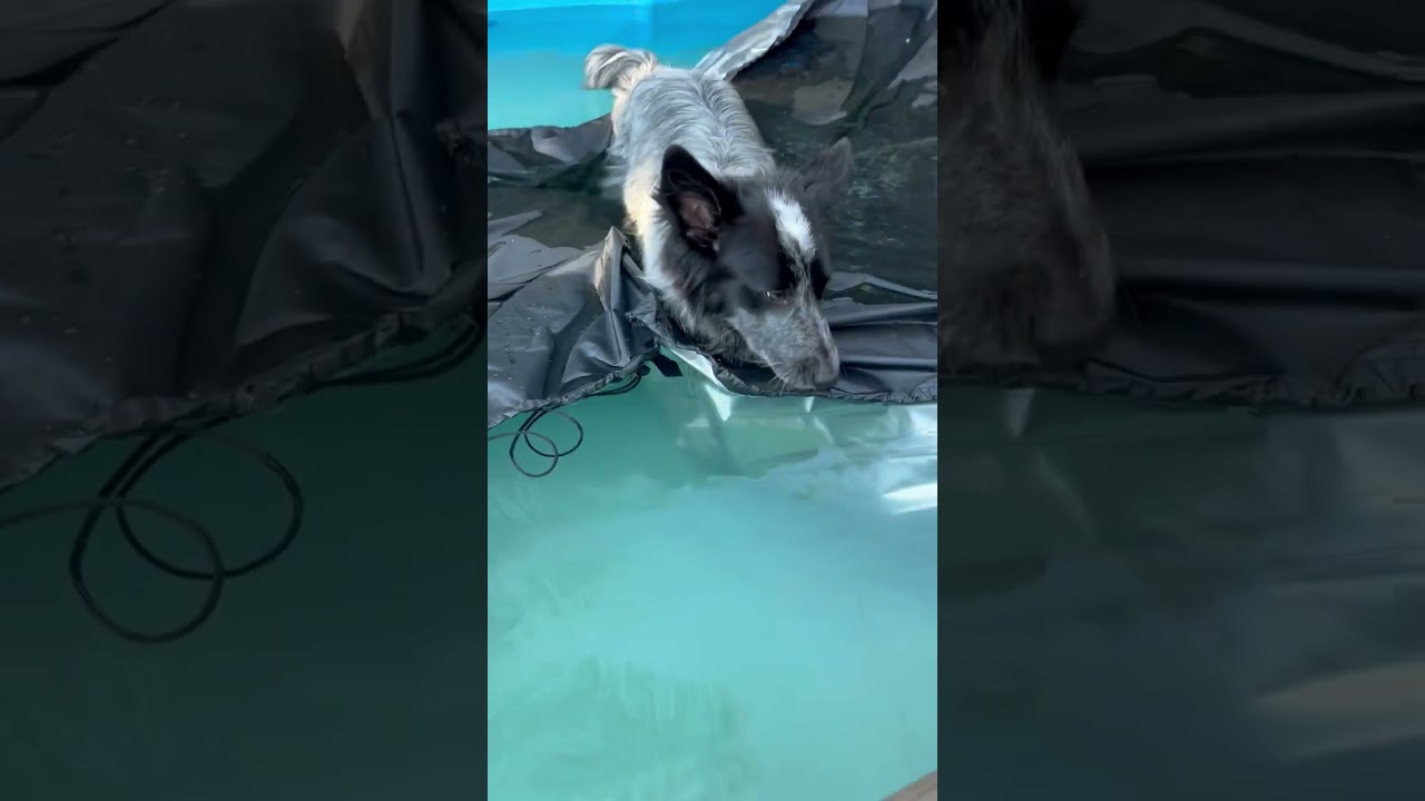 Enlarge RYDER, a Adoptable mixed breed in Sherman Oaks, CA video 6/6