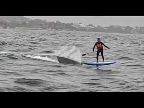 The Day of The Shark