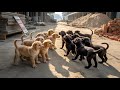 A Beautiful Day With My Happy Puppies And Their Loving Mom