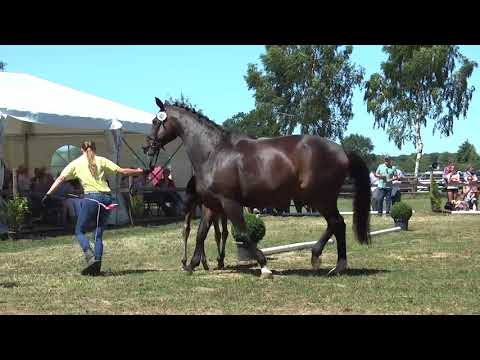 Sudweyher Fohlenschau 2018 - Kat.-Nr. 40
