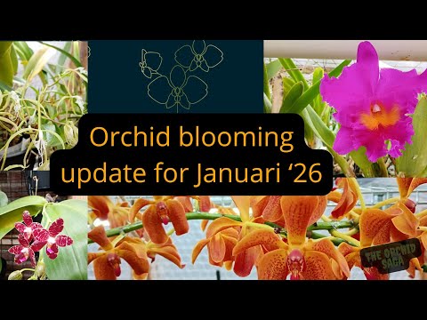 Orchid blooming update for Januari 2026!