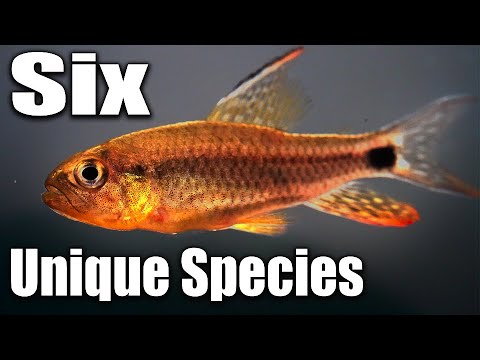 6 Rare Tetra Fish You Have Never Seen