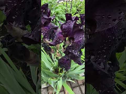 Spring 2025 #nature #spring #plants #photography #photo #naturelovers #flowers #canada #ontario