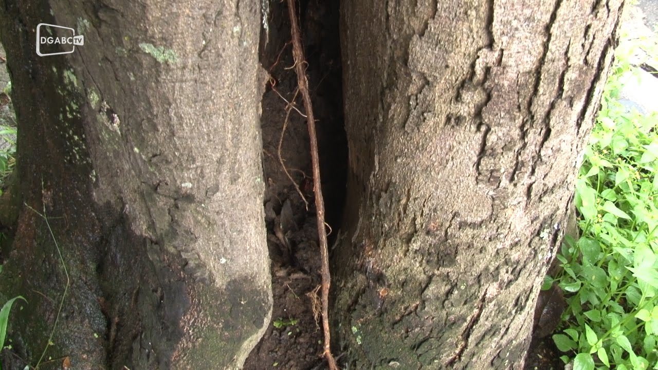 Cupins invadem árvore em Santo André  