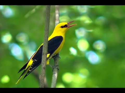 Голоса птиц  - Иволга.( Oriolus oriolus)