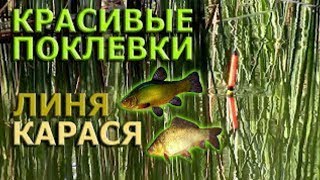 Прикормка для мелкого карася и линя