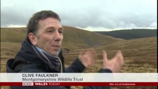 BBC Wales Today -  19/02/2014 Montgomeryshire Wildlife Trust