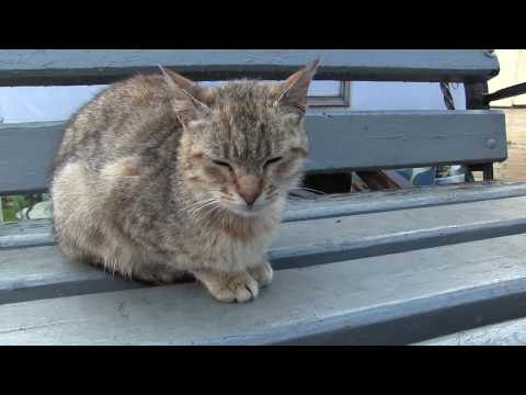 Смотреть видео на alushta24.org