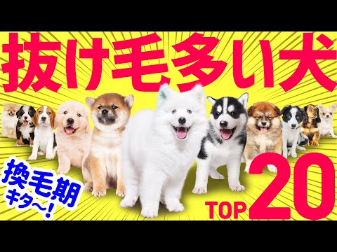 最も多くの毛が抜ける犬