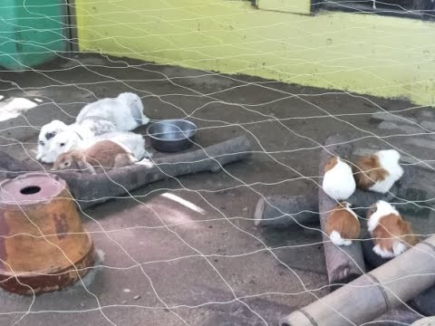 Se recomienda ``Greenpia Kasugai'', a 1 hora de Nagoya.