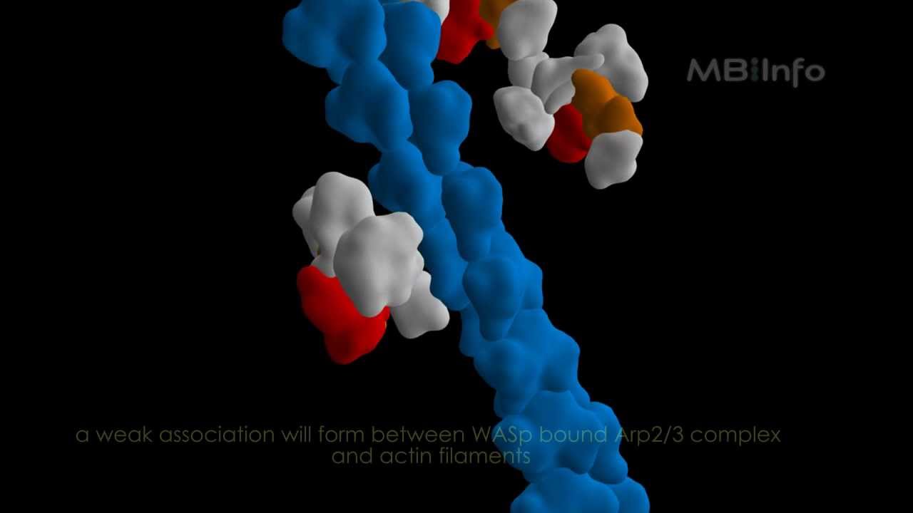 Arp2/3 complex mediated actin nucleation - YouTube