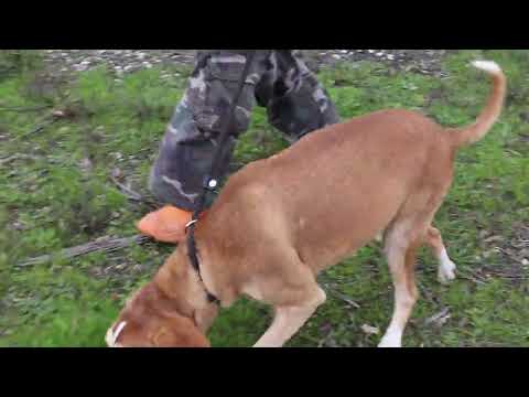 Vídeo de ARCHIE