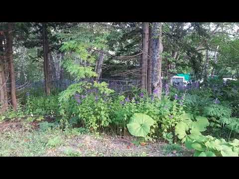 Birds and Miroslav in the forest