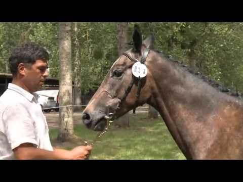 Chaser Day - Paray le Monial 2012 -  COMPLET - Section mâles