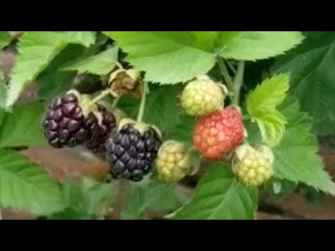 Respberries plant full step by step growing video/Home Fruit Plant....