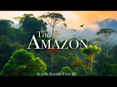 The Amazon Amazon Jungle and its Wild Animals