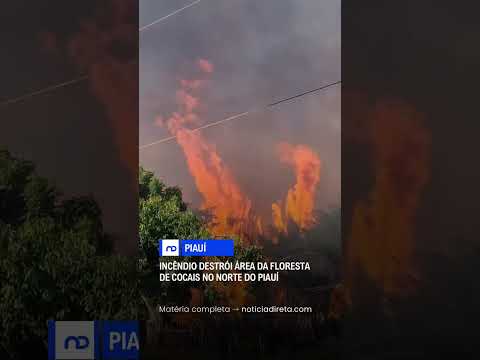 Incêndio destrói área da floresta de cocais no norte do Piauí.