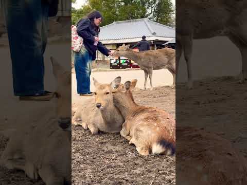 Nara Park deer 🦌 in japan #zoo