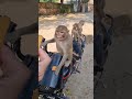 Monkey Video Monkeybaby Bandar Shorts Viral Reels