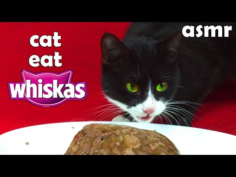 Asmr Cat eating wet food Whiskas My cat ASMR 🐱 210