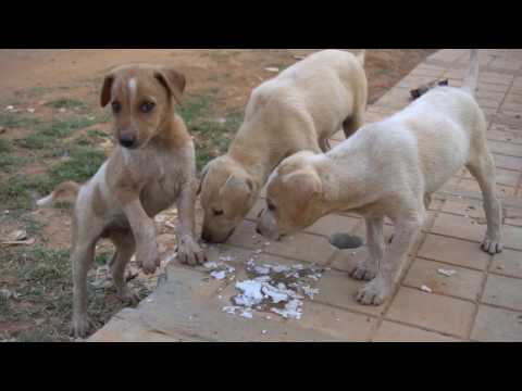 Visit India 26 Street Dogs in India