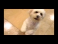 Sammy Spinning On Two Legs