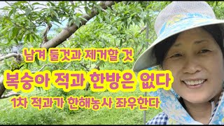 복숭아 1차적과 하는방법 좋은복숭아 위치 방향 병과 기형과 구분 [복숭아재배기술]
