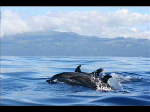 Dolphin Love - pure relaxation - pregnancy, birthing, meditation