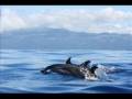 Dolphin Love: pregnancy, birthing and babies ...