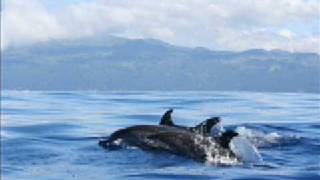 Dolphin Love - pure relaxation - pregnancy, birthing, meditation