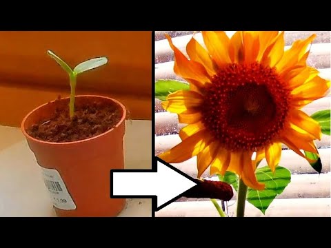 Time Lapse Of A Sunflower Plant Growing