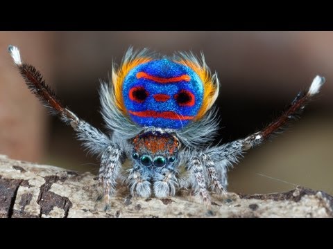 image-Can peacock spiders hurt you?