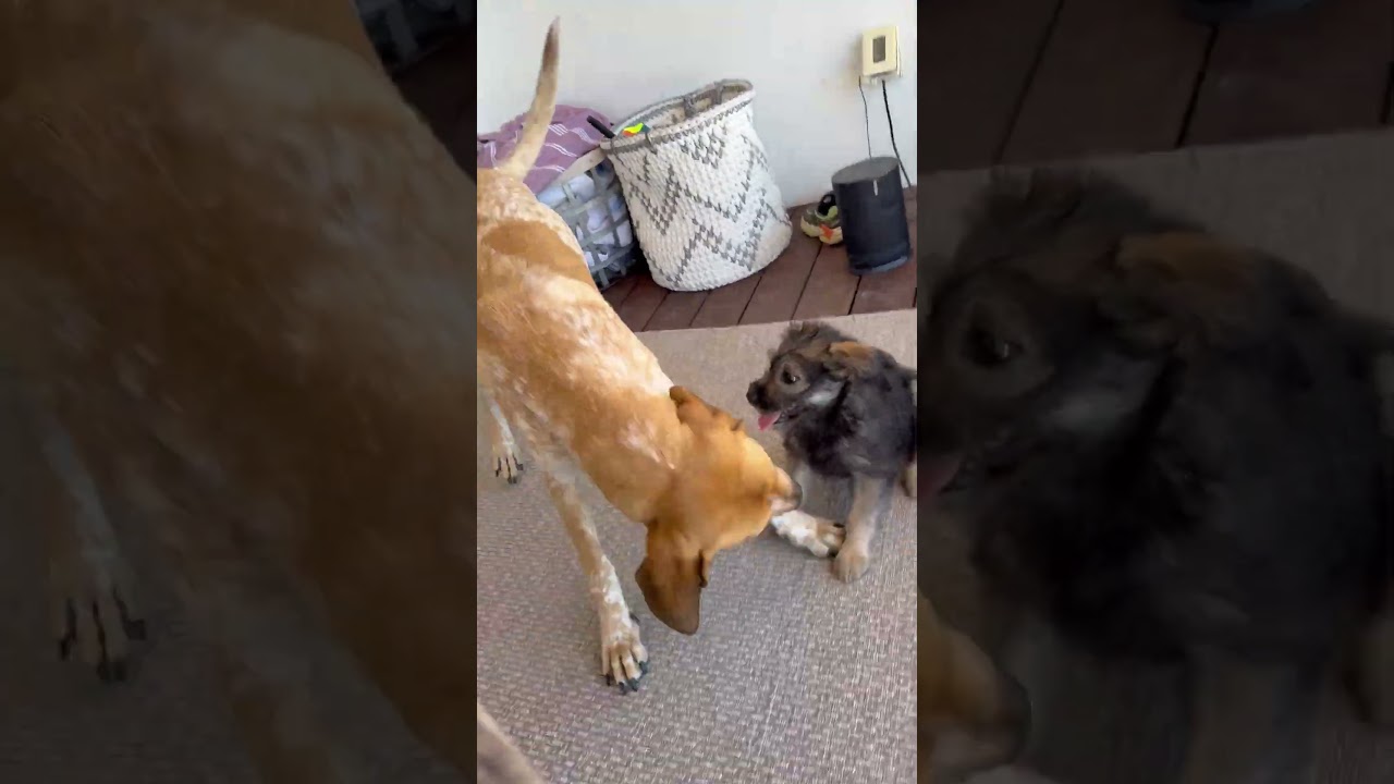 Enlarge Dezi, a Adoptable mixed breed in Oceanside, CA video 6/6