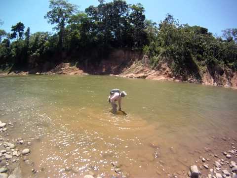 Dorado rio Pluma