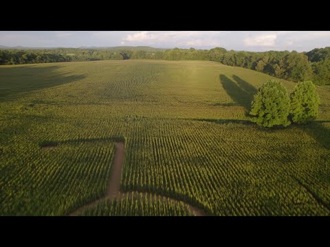 Hannah Monds - Big Momma (Official Teaser)