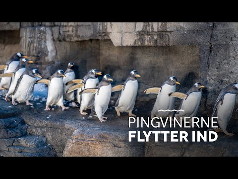 Se pingvinerne flytte ind│ Pingvinerne flytter ind i to-etagers nyt pingvinanlæg
