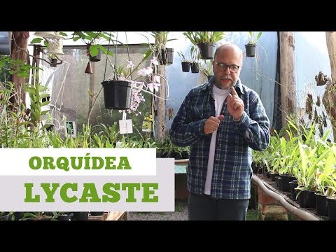 , title : 'Dicas de Como Cuidar de Orquidea Lycaste 💮'