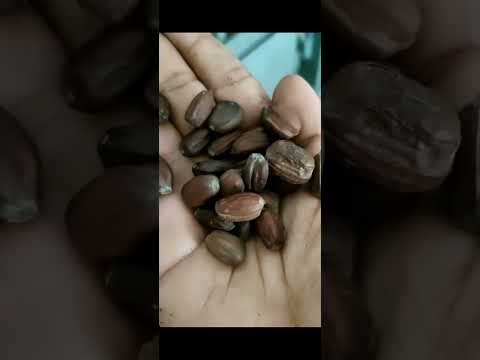 GR Enterprises Cold Pressed Jojoba Oil (100% Purity) - 25 kg