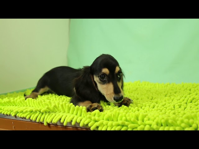 ブリーダー/ショップマロニエケンネル MARRONNIER KENNELのダックスフンド・ミニチュア・ロングで番号が2591です