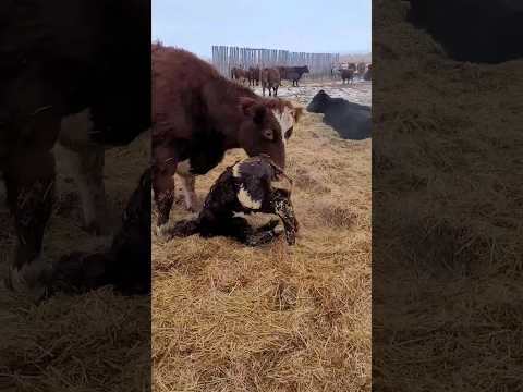 , title : 'New Born Calf Trys To Stand #manitobafarming #cattle #calving #simmental #shorthorn #cows'