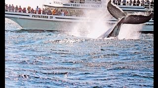 preview picture of video '7 Seas Whale Watch, Gloucester MA  tel.978-283-1776'