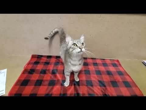 Zig Zag A897677 (ADOPTED 7/31/25)