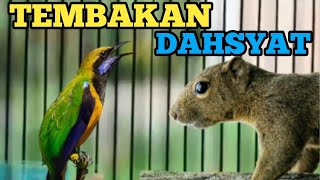 Download lagu TEMBAKAN DAHSYAT❗❗ CUCAK CUNGKOK ISIAN TUPAI KELAPA mp3