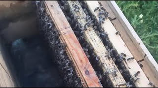 اسباب هلاك النحل في المنخفض الجوي الاخير  2026/04/04