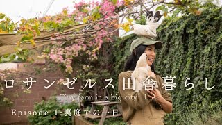 ロサンゼルスの小さな田舎暮らし Tiny farm life in LA