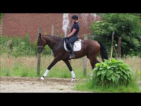 "For Diamonds" 3j Stute v. For Romance x Rohdiamant